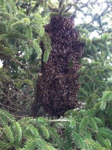 swarm in evergreen