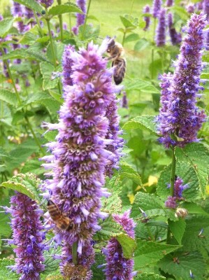 bee on anise hyssop