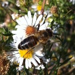 dark bee on asters