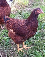 buckeye hen