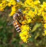 bee on goldenrod