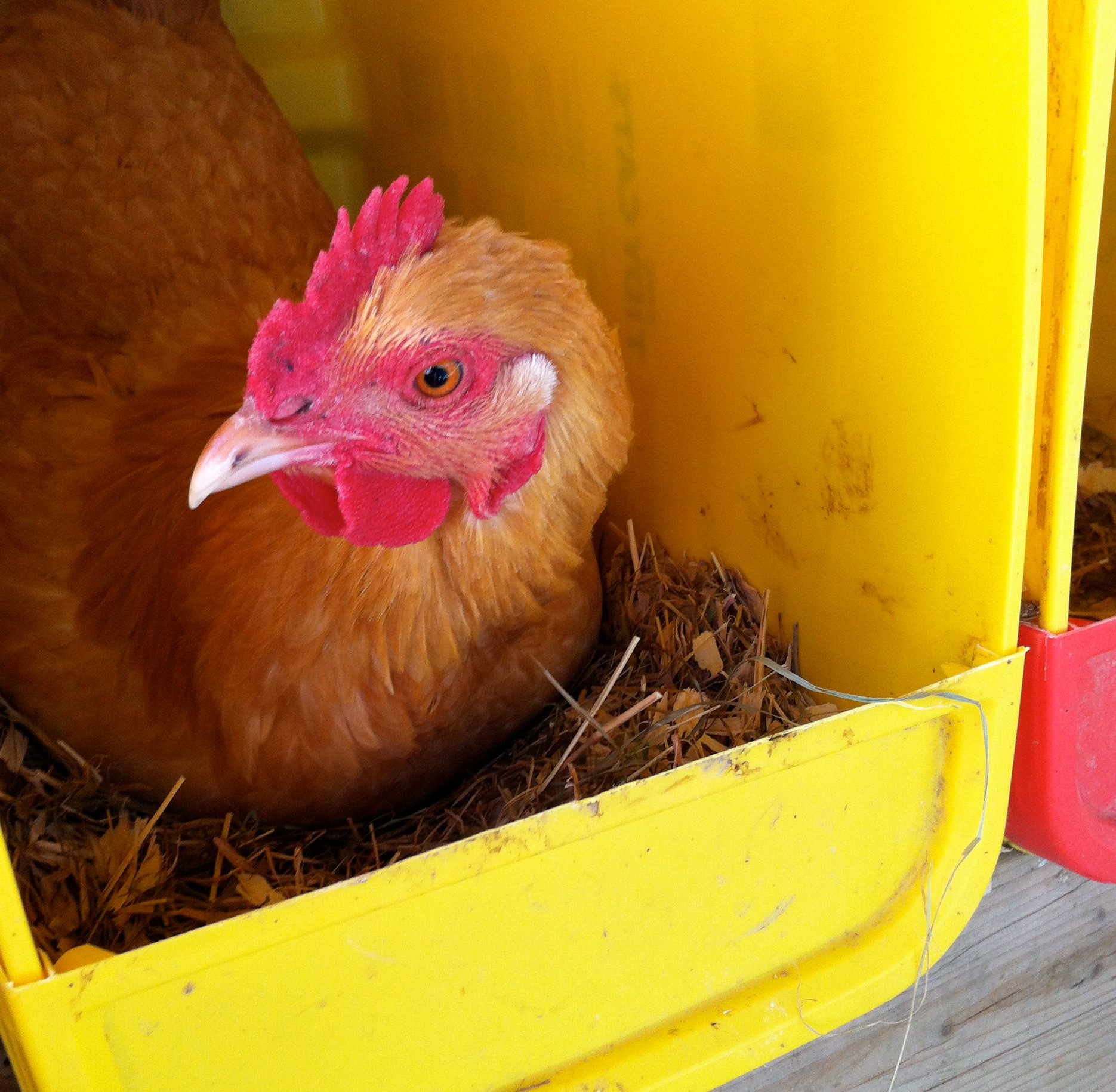 Spotty and one of his Buff Orpington ladies