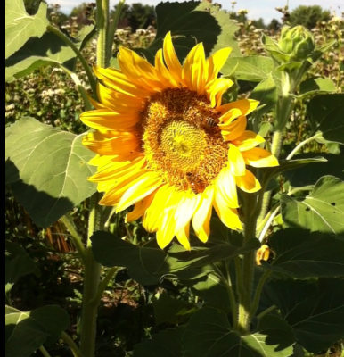 my sunflower with bees