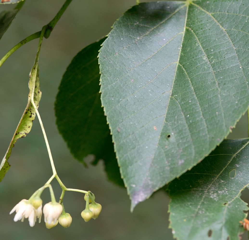 basswood/linden tree flower from wikipedia