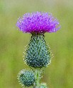 large or bull thistle flower from wikipedia