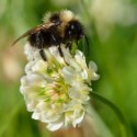 white or dutch clover flower from wikipedia