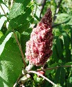 sumac flower from wikipedia