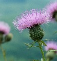 tall or purple thistle flower from wikipedia