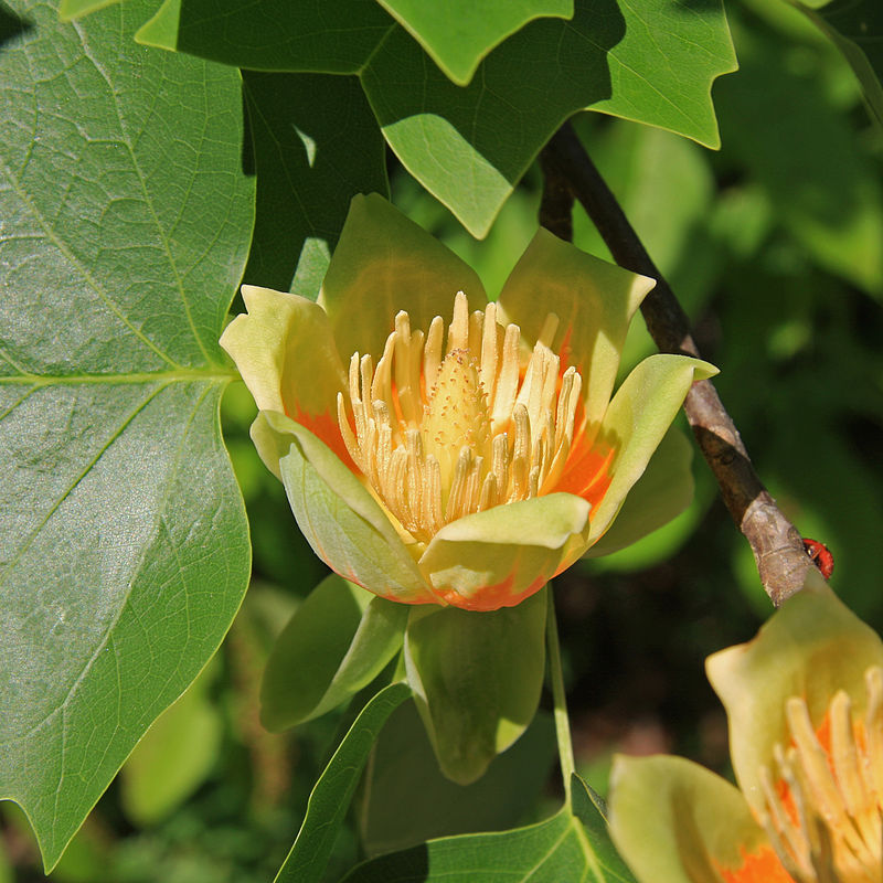 tulip tree flower from wikipedia